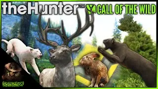 Diamond Scrub Hare & Melanistic Mountain Lion + A HUGE Piebald Rocky Mountain Elk! Call of the wild