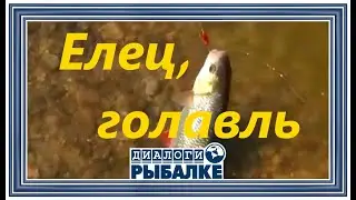 Диалоги о рыбалке -  066 / Город Елец. Голавль