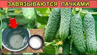 ПОДЛЕЙТЕ ПОД ОГУРЧИКИ,ЧТОБЫ КУСТ  ПОПЕР!И ЗАСЫПАЛ УРОЖАЕМ ХРУСТЯЩИХ...  ЖЕЛТЕТЬ НЕ БУДУТ ДО ОСЕНИ.