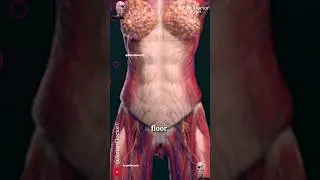 Female Body Anatomy | Surprisingly ♀️😍