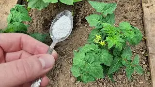 1 Ложка под ТОМАТЫ и будете собирать урожай вёдрами раньше срока тоннами! Заплодоносят как бешеные