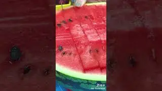 Ніж для кавуна
