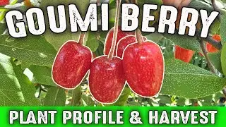 Goumi Berry (Elaeagnus multiflora) A cold hardy perennial berry shrub that EVERYONE should grow!