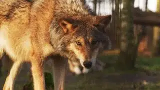 Футаж для видеомонтажа #78. [Животные, волк]