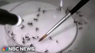 Growing risk of dengue fever as virus spreads