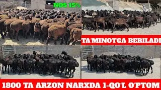 1800 TA QO‘ZI QO‘CHQORLA URG‘OCHI QO‘ZILAR SOTILADI 33 MLNLIK KREDITGA BERILADI TA‘MINOTGA BOR