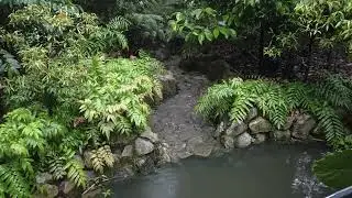 Calm & Prestine scenes from Singapore Botanic Gardens #4