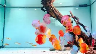 Top 6 Most Beautiful Discus Fish Tank Setup - Gorgeous Discus Aquarium