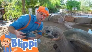 Blippi Visits the Pheonix Zoo | Blippi Animal Videos For Kids | Toddler Learning Cartoons