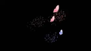 Butterfly black screen effect, No copyright - free video, NP Creative