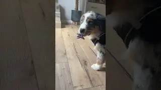 Australian shepherd cub loves his pacifier #dogcare #australianshepherd #cutedog