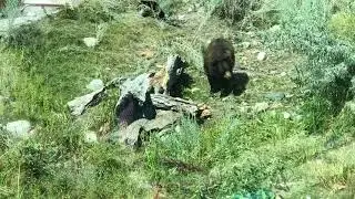 Brown bear looking for food in Kamloops wild life park 棕熊觅食