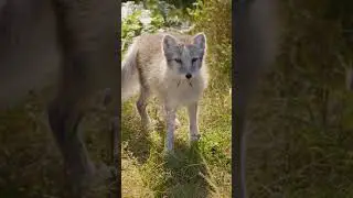 Fun Facts About The Arctic Fox -  #fact #funfacts #Arctic Fox