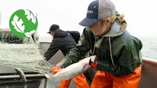 The Chase: Fishing for the Future in Bristol Bay