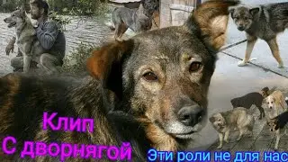 Клип|Дворняга|Эти роли не для нас