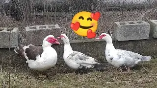 НАШЕ ХОЗЯЙСТВО И ЖИЗНЬ В НЁМ!