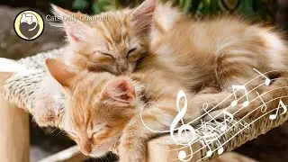 Cat Purring and 528Hz Healing Music - Deep Relaxation, Sleep Music, Stress Relief