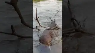 Polluted Mangroves Are Killing Me And The Otters