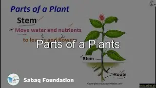 Parts of a Plants, General Science Lecture | Sabaq.pk