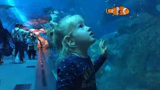 🦈 SHARKS STINGRAYS UAE Dubai Mall Aquarium 2018 | Аквариум в Дубай Молле огромные акулы и скаты