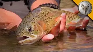 Rainbow Trout Rescue Mission!