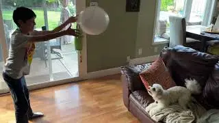 Puppy playing volleyball