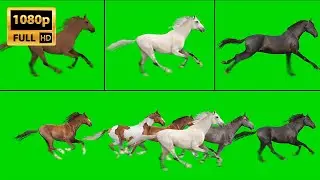 Herd of Horses Running on Green Screen