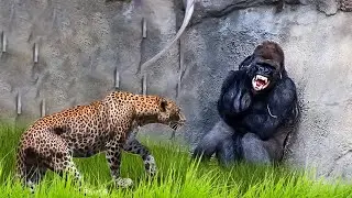 30 Times When Animals Messed With The Wrong OPPONENT