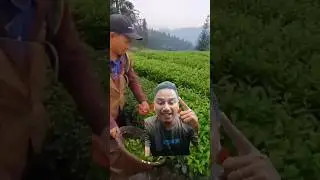 luar biasa cara petik daun teh di luar negeri#shorts