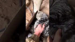 #cat #funny #cute #kitten #pets #memes