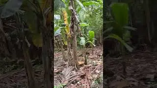 Suara Kebun yang tidak terawat