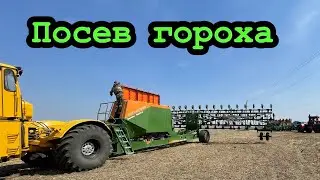 Посев гороха! К-700 и Amazone Condor 15001!