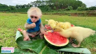 BiBi monkey plays friendly with poodle and ducks