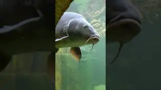 Ein neugieriger großer Fisch mit Schnurrbart
