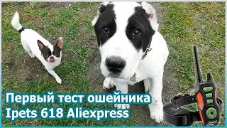 Первый тест ошейника Ipets 618 Aliexpress [№73]