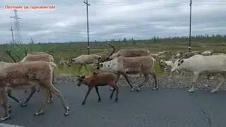 Северный олень.Сортым сегодня.