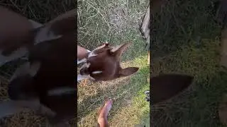 на волгу дикарями