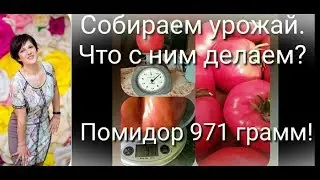 Собираем урожай.  Интересные рецепты