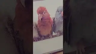 This color e-ink screen is so....  
