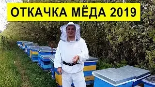 Откачка Мёда 2019 🍯 Умный Улей ✅ Хочу Медовухи 🍷