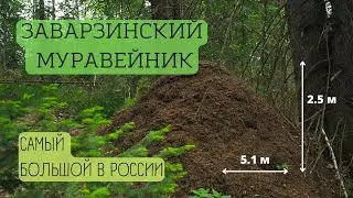 Самый большой муравейник России