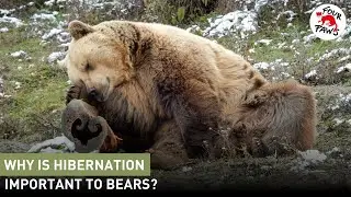 Why Is Hibernation Important for Bears? | FOUR PAWS USA