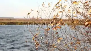 Stock Footage - Autumn Yellow Faded Leaves And Lake 2 | VideoHive