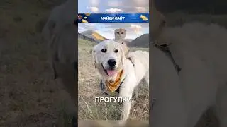 Пёсик встретил котика 🥰 