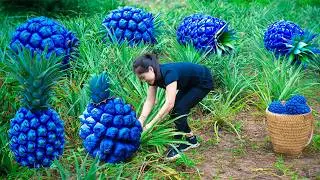 Harvesting Blue Pineapple & Goes To Market Sell | Gardening And Cooking | Lý Tiểu Vân