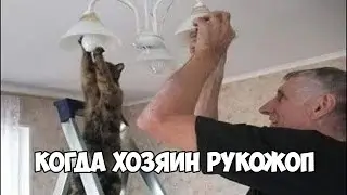 БЕЗ КОТА И ЖИЗНЬ НЕ ТА!😎СМЕШНЫЕ ЖИВОТНЫЕ😂