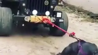 Собака тащит джип