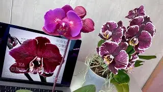 я в ШОКЕ продавец орхидеи с Авито МОШЕННИК? / ожидания и реальность орхидей