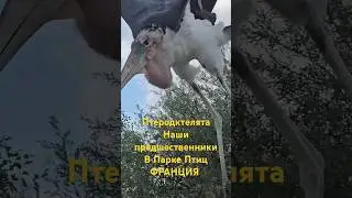 Огромный Птеродактиль 👉 полное видео Парк Птиц во Франции на моём  канале YouTube / Parc des Oiseaux