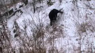 Тренировки на склонах Ини.
